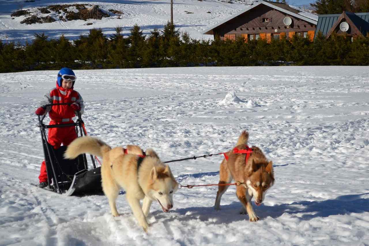 Enfant de 7 ans entrain de faire du chien de traîneau en colo.